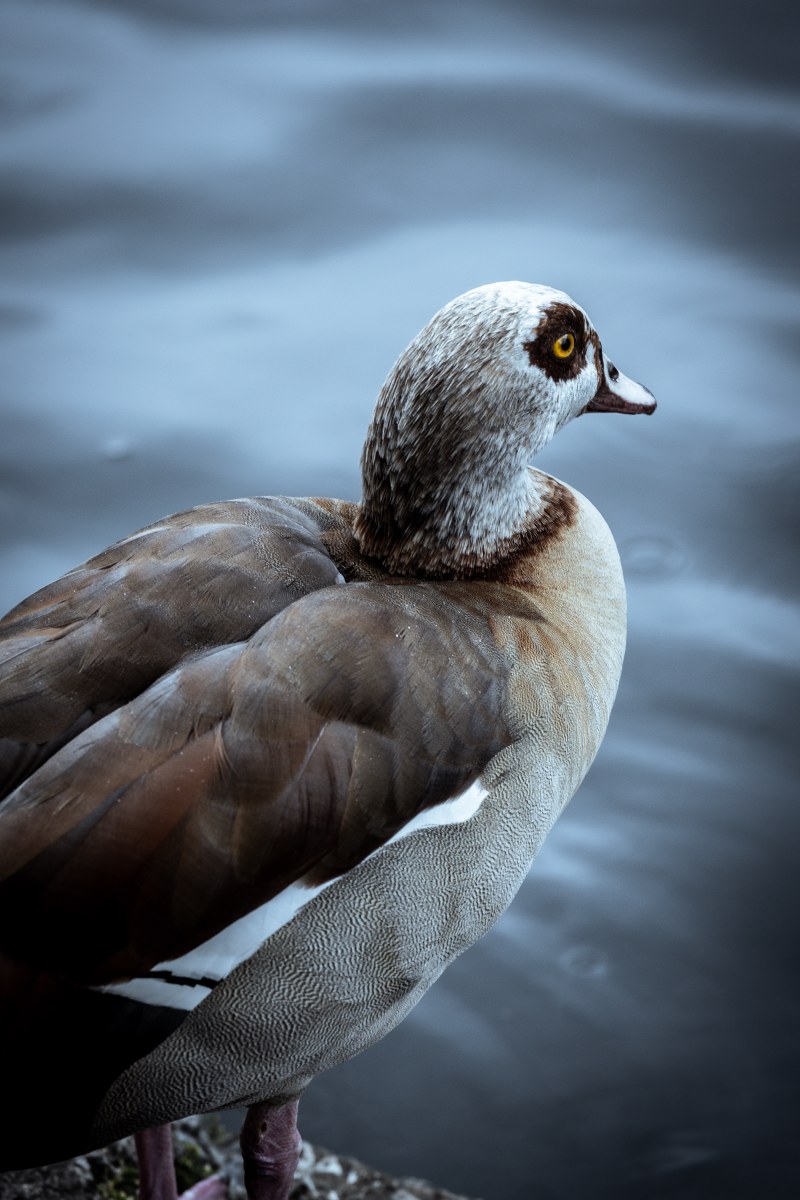 Ethiopian Goose