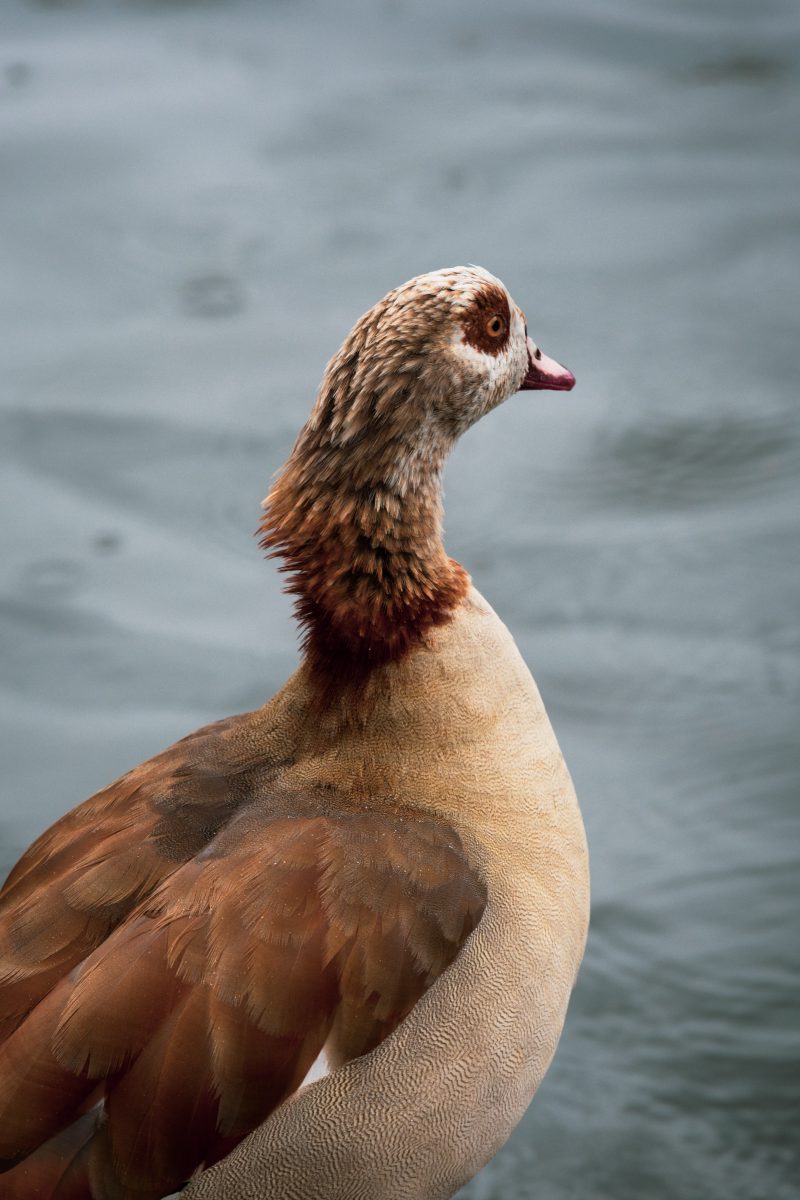 Fine Ethiopian Goose
