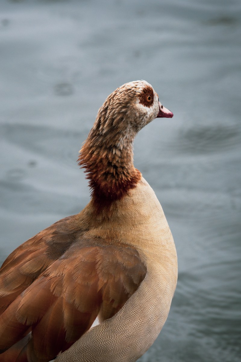 Fine Ethiopian Goose