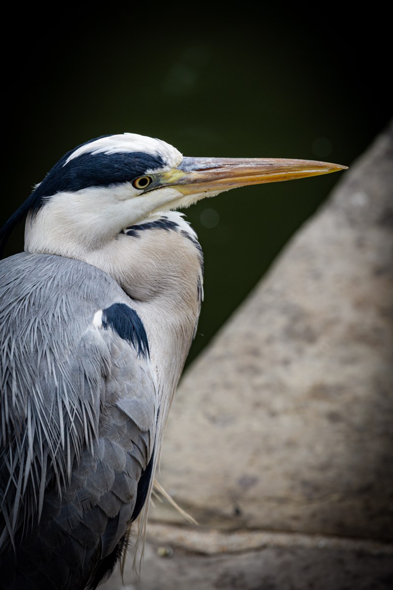 Egret at Rest