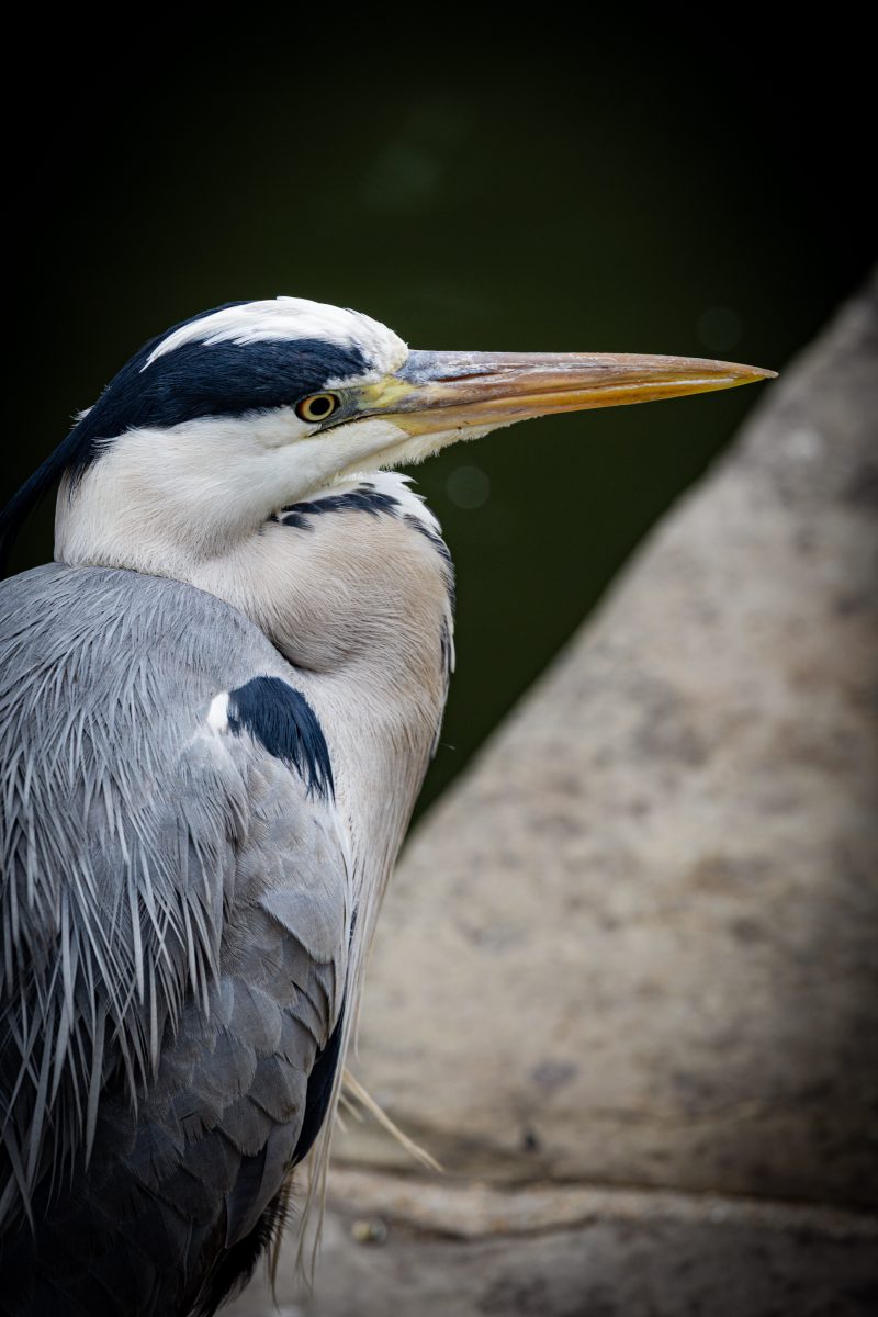 Egret at Rest