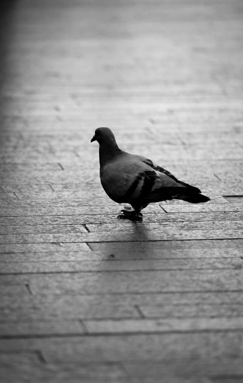 London Pigeon