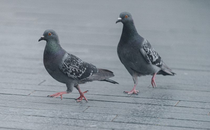 Pigeon Race