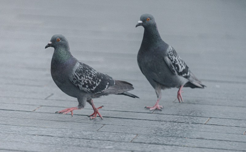 Pigeon Race